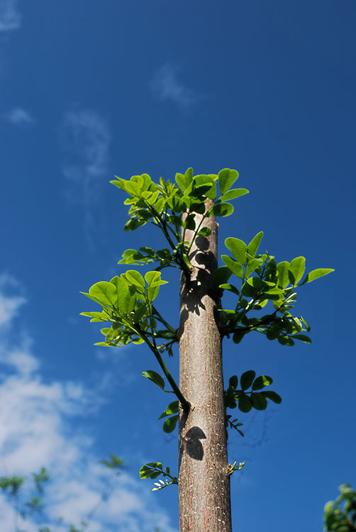 A Sprouting Staff To Remove All Doubt